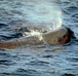 Baleines de Fundy